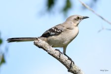 NorthernMockingbird-200.jpg