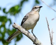 NorthernMockingbird-201.jpg