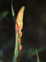 Aloe.jpg