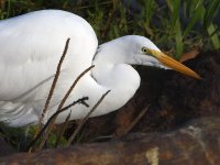 Egret3.jpg