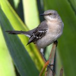 Mockingbird.jpg