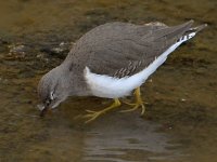 Sandpiper4.jpg