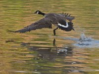 Goose3.jpg