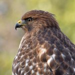 Hawk4.jpg