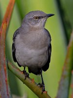 Mockingbird4.jpg