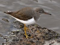 Sandpiper5.jpg