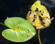 EvergladesLS-200.jpg