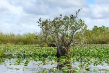 EvergladesLS-201.jpg