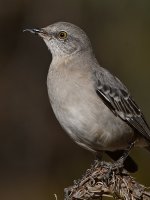 Mockingbird2.jpg