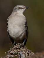 Mockingbird3.jpg