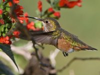 Hummer5.jpg