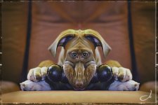 dog.jpg