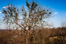 December Afternoon-9804.jpg