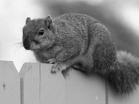 SquirrelBW.jpg