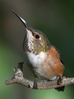 Hummer13.jpg