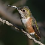 Hummer17.jpg