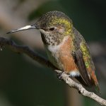 Hummer20.jpg