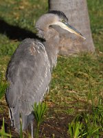 BlueHeron2.jpg