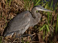 BlueHeron28.jpg