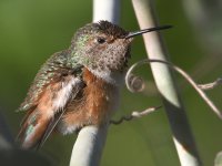 Hummer5.jpg