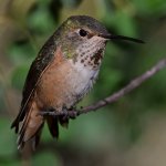 Hummer48.jpg
