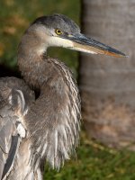BlueHeron23.jpg