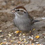 Sparrow2.jpg