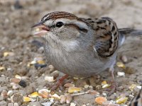 Sparrow5.jpg