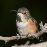 Hummer4.jpg