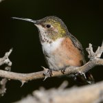 Hummer5.jpg