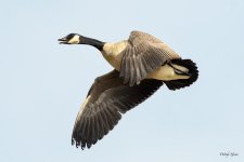 GeeseStearns-213.jpg