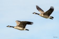 GeeseStearns-216.jpg
