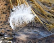 Feather-211.jpg