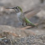Hummer4.jpg