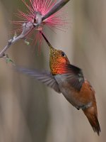 Hummer6.jpg