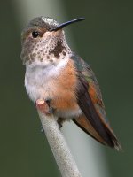 Hummer16.jpg