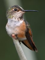 Hummer18.jpg