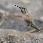 Hummer3.jpg