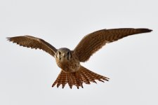 ROY_2423.JPG