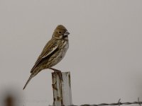 12-1-17-cr__D7K8027.jpg