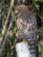 Hawk.jpg