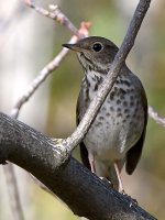 Thrush.jpg