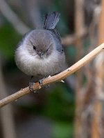 Tit.jpg