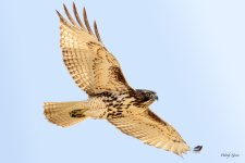 RedTail-213.jpg