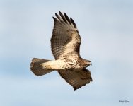 RedTail-215.jpg