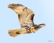 RedTail-211.jpg