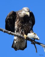 EagleFish-200.jpg