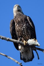 EagleFish-201.jpg