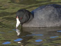 Moorhen2.jpg