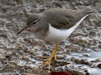 Sandpiper3.jpg